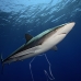 shark_silky_far_jar_v_0438_cub5513.jpg